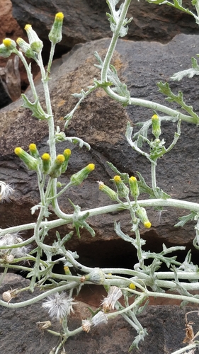 Senecio vulgaris image