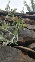 Senecio vulgaris image