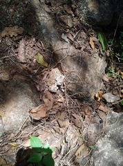 Panthera pardus fusca