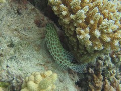 Epinephelus merra