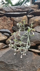 Senecio vulgaris image