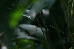 Mecistogaster ornata