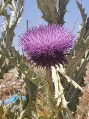 Onopordum macracanthum