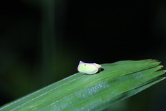 Salurnis marginella