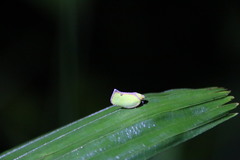 Salurnis marginella