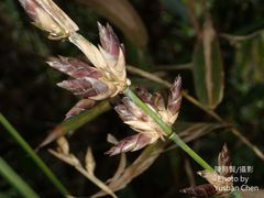Bambusa oldhamii