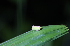 Salurnis marginella