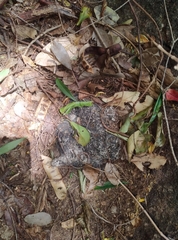 Panthera pardus fusca