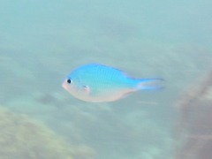 Chromis viridis
