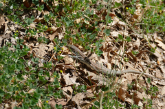 Aspidoscelis exsanguis