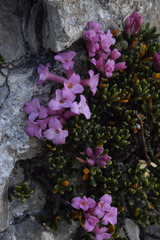 Daphne petraea