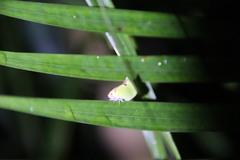 Salurnis marginella