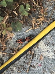 Pyrrhocoris apterus