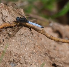 Orthetrum azureum