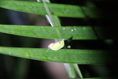 Salurnis marginella