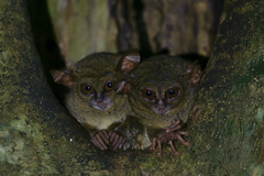 Tarsius spectrumgurskyae