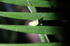 Salurnis marginella
