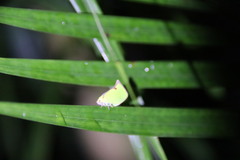 Salurnis marginella