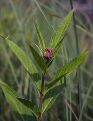 Asclepias incarnata incarnata