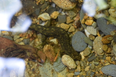 Desmognathus marmoratus