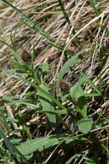 Centaurea rhaetica
