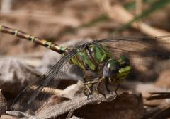 Paragomphus madegassus