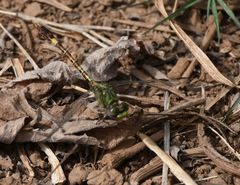 Paragomphus madegassus