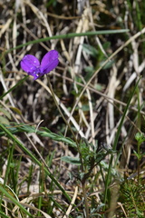 Viola dubyana