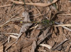 Paragomphus madegassus