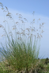 Helictotrichon parlatorei