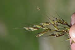 Helictotrichon parlatorei