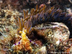 Pteraeolidia ianthina
