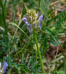 Astragalus austrosibiricus