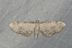 Eupithecia cretaceata