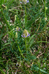 Astragalus austrosibiricus