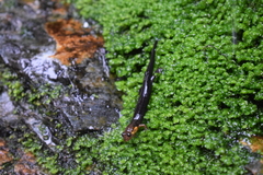 Desmognathus imitator
