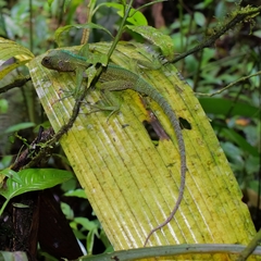 Enyalioides rubrigularis
