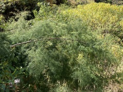 Asparagus umbellatus