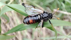 Cimbex femoratus