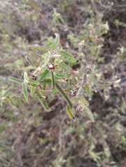 Pavonia