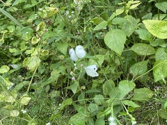 Leptosia nina