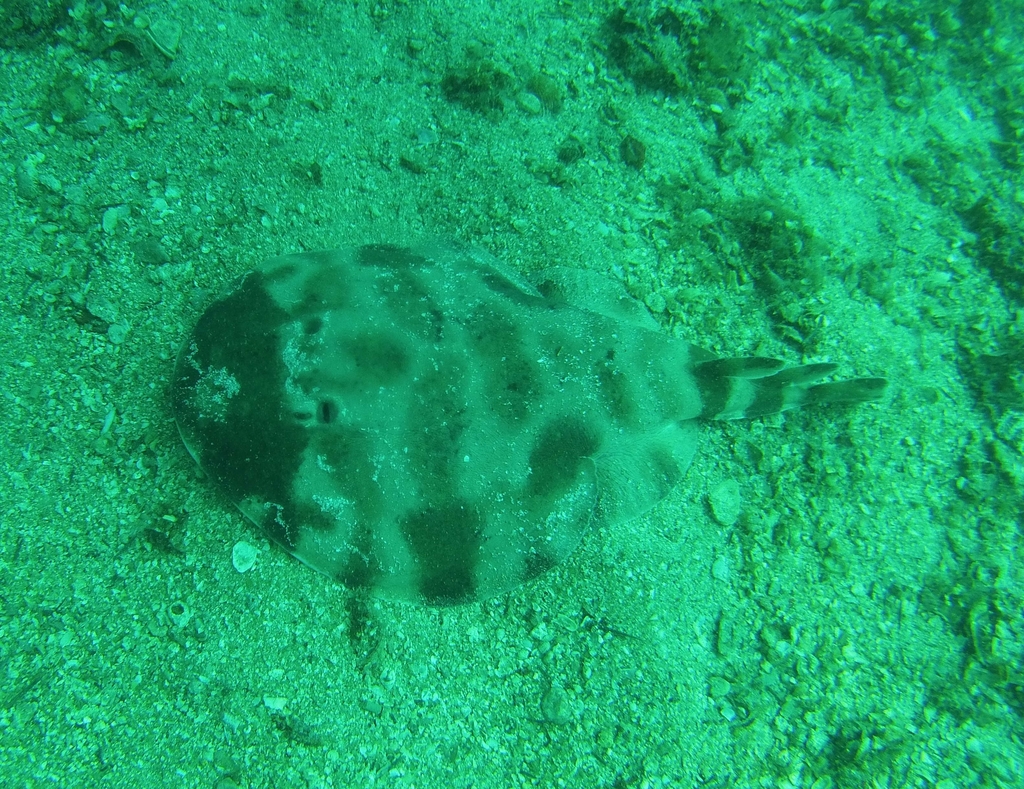 Brazilian electric ray (Narcine brasiliensis) — Narcinidae