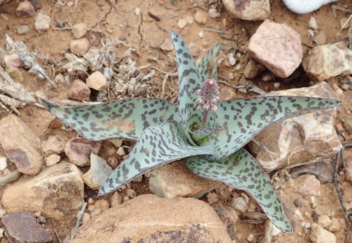 Image of Ledebouria ensifolia by (c) Nicola van Berkel, some rights reserved (CC BY-SA)