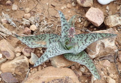 Ledebouria ensifolia