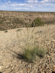 Psathyrostachys juncea