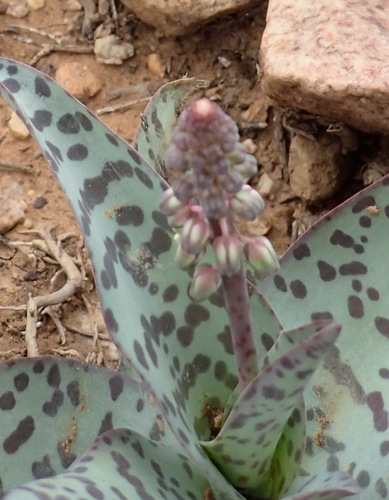 Ledebouria ensifolia