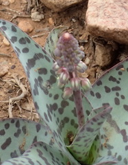 Ledebouria ensifolia