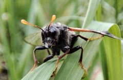 Cimbex femoratus