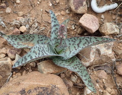 Ledebouria ensifolia