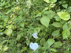 Leptosia nina